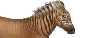 A sketch of the extinct Quagga.